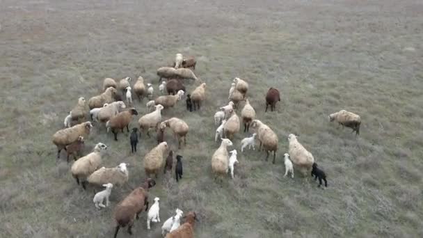 Овцы Овцы Пасутся Лугу Вид Воздуха — стоковое видео