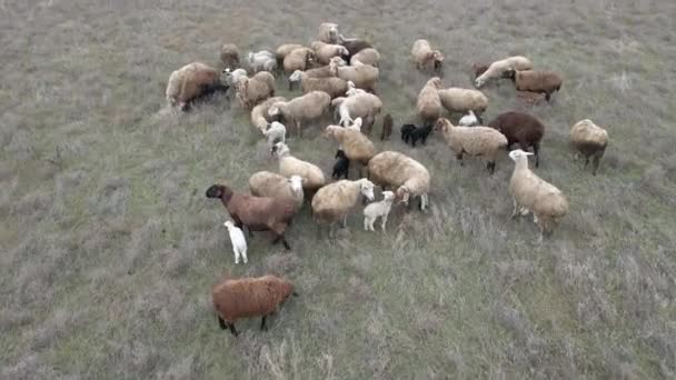 Овцы Овцы Пасутся Лугу Вид Воздуха — стоковое видео