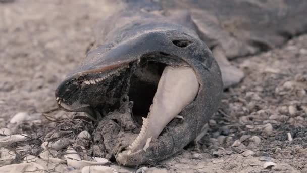 死せるイルカストック動画 ロイヤリティフリー死せるイルカ動画 Depositphotos