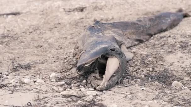 死せるイルカストック動画 ロイヤリティフリー死せるイルカ動画 Depositphotos