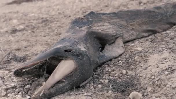 死せるイルカストック動画 ロイヤリティフリー死せるイルカ動画 Depositphotos