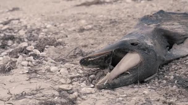 死せるイルカストック動画 ロイヤリティフリー死せるイルカ動画 Depositphotos