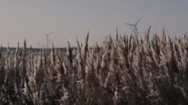 Yel değirmeni. Yel değirmenleriyle dolu bir tarla.