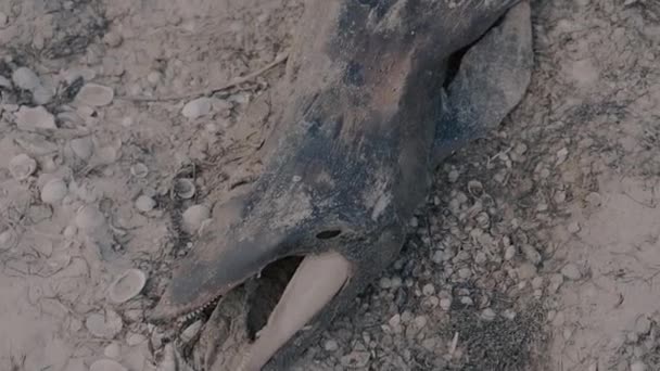 Ντόλφιν Πτώμα Ενός Δελφινιού Βρίσκεται Στην Ακτή — Αρχείο Βίντεο