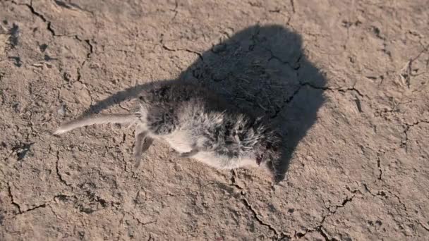 Мертва Миша Мертва Миша Лежить Землі — стокове відео