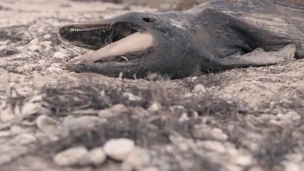 死せるイルカストック動画 ロイヤリティフリー死せるイルカ動画 Depositphotos