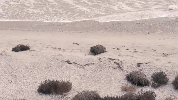 Tumbleweed Rodar Campo Rodar Largo Del Mar — Vídeo de stock