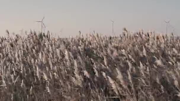 Moinho Vento Campo Com Moinhos Vento — Vídeo de Stock