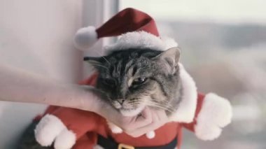 Noel Baba. Noel Baba gibi giyinmiş kedi..