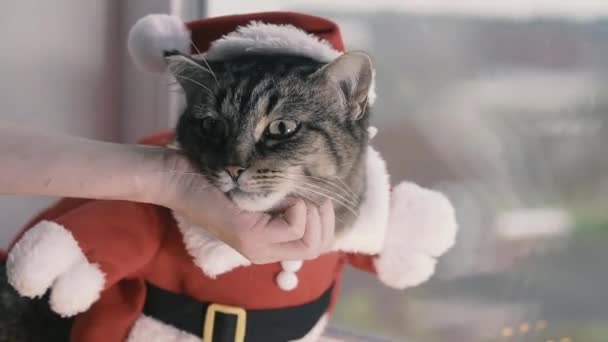 Babbo Natale Gatto Vestito Babbo Natale — Video Stock