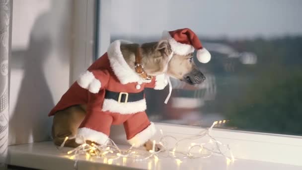 Santa Claus Seekor Anjing Berpakaian Seperti Santa Claus — Stok Video