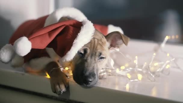 Noel Baba Noel Baba Gibi Giyinmiş Bir Köpek — Stok video