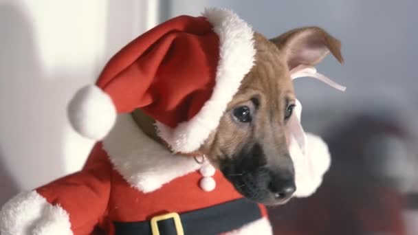 Święty Mikołaj Pies Przebrany Świętego Mikołaja — Wideo stockowe