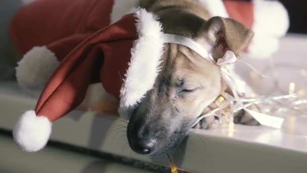 Kerstman Een Hond Verkleed Als Kerstman — Stockvideo