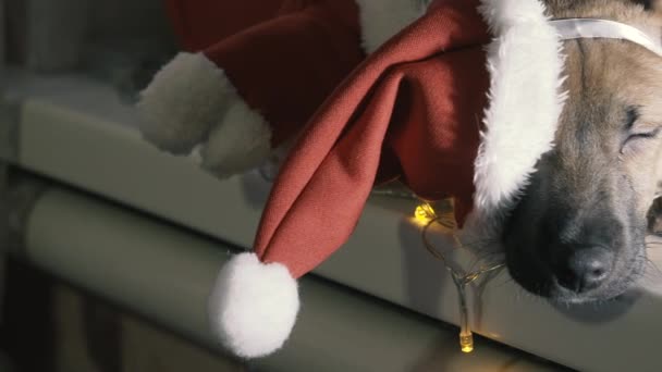 Pai Natal Cão Vestido Papai Noel — Vídeo de Stock