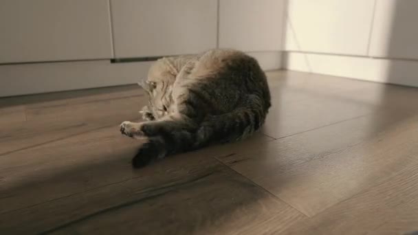 Fußboden. Die Katze liegt auf dem Boden aus Laminat.