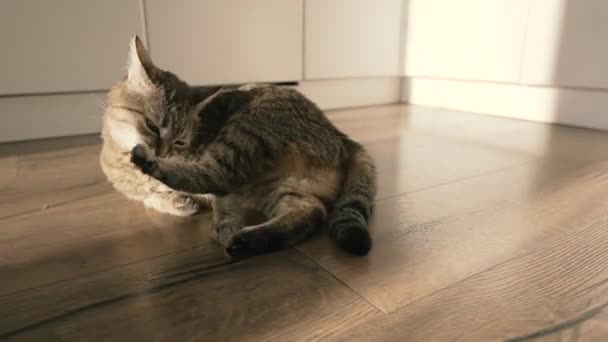 Piętro Kot Leży Podłodze Laminatu — Wideo stockowe