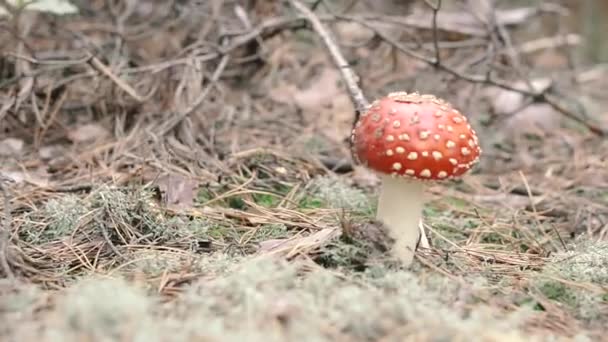 收集蘑菇 这种蘑菇生长在森林里 — 图库视频影像