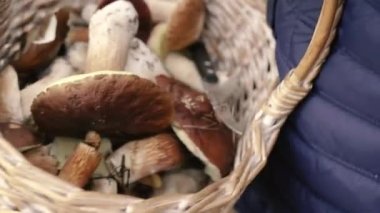 Mantar toplayın. Ormanda toplanmış mantarlı sepet..