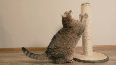 Kazıma tahtası. Kedi tırmalama kazığını pençeleriyle çizer..
