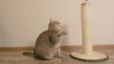 Kazıma tahtası. Kedi tırmalama kazığını pençeleriyle çizer..
