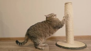 Kazıma tahtası. Kedi tırmalama kazığını pençeleriyle çizer..