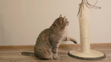 Kazıma tahtası. Kedi tırmalama kazığını pençeleriyle çizer..