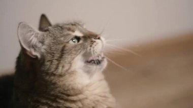 Kedi. Birlikte oynadıkları bir kedinin portresi.