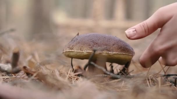 收集蘑菇 那女人在森林里发现了一个蘑菇 — 图库视频影像
