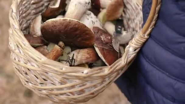 Recolha Cogumelos Cesta Com Cogumelos Coletados Floresta — Vídeo de Stock