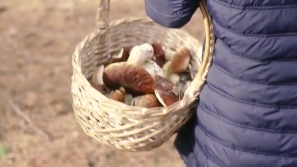 Collect Mushrooms Basket Collected Mushrooms Forest — Stock Video