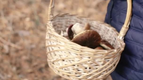 收集蘑菇 森林里收集蘑菇的篮子 — 图库视频影像