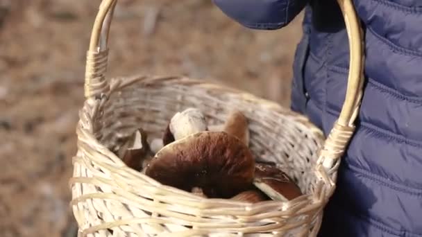 Collect Mushrooms Basket Collected Mushrooms Forest — Stock Video