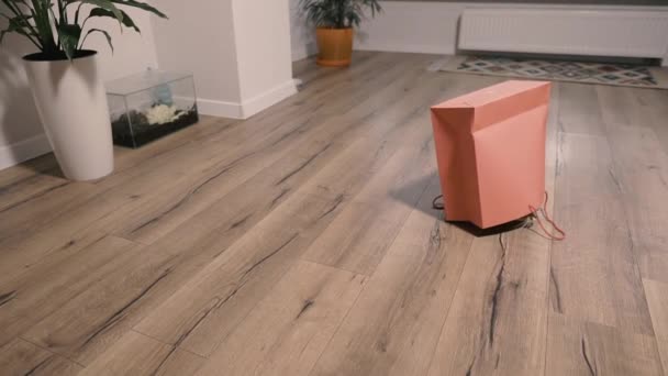 Papierowa Torba Kot Wejdzie Papierowej Torby — Wideo stockowe