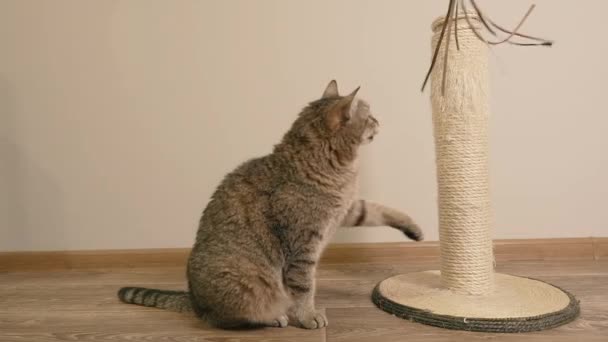 Menggaruk Pos Kucing Menggaruk Posting Menggaruk Dengan Cakarnya — Stok Video
