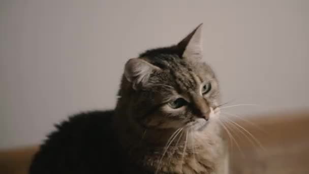 Кіт Портрет Кота Яким Вони Грають — стокове відео