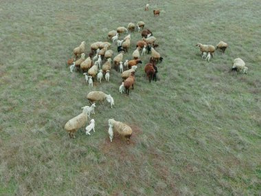 Koyunlar. Koyun çayırda otluyor. Hava görünümü.