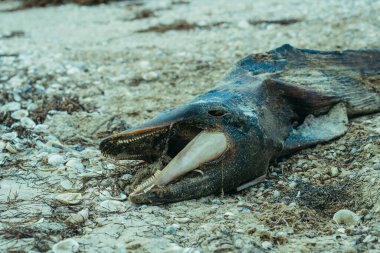 Yunus. Bir yunusun cesedi deniz kıyısında yatıyor..