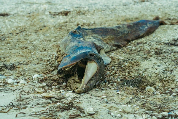 Delfín Cadáver Delfín Yace Orilla Del Mar —  Fotos de Stock