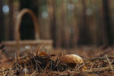Mantar toplayın. Ormanda toplanmış mantarlı sepet..