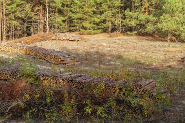 Ormanların yok edilmesi. Çam ormanı temizleniyor. Ukrayna.