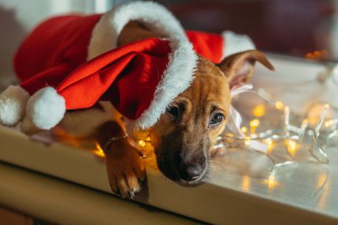 Noel Baba. Noel Baba gibi giyinmiş bir köpek..