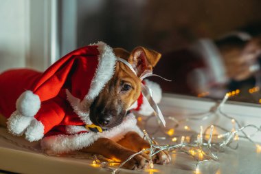 Noel Baba. Noel Baba gibi giyinmiş bir köpek..