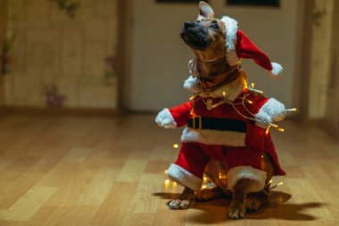 Noel Baba. Noel Baba gibi giyinmiş bir köpek..