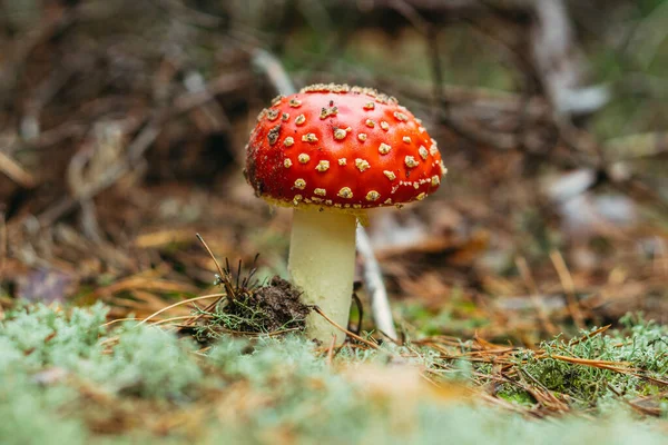 Recolha Cogumelos Cogumelo Cresce Floresta — Fotografia de Stock