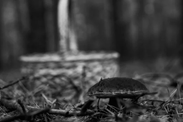Pilze Sammeln Korb Mit Gesammelten Pilzen Wald — Stockfoto