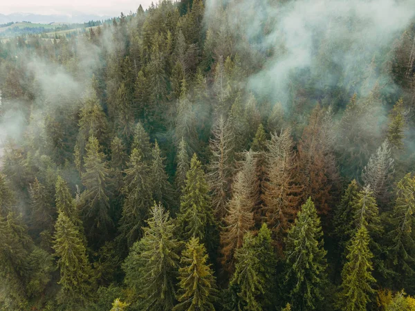 Forest. Pine forest with fog. Aerial view.