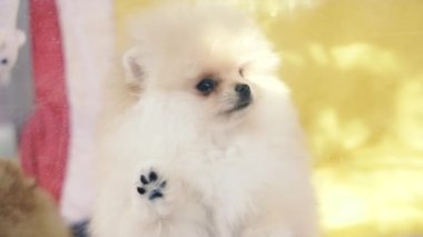 Pomeranian. Pomeranya köpeği iki ayak üstünde duruyor..