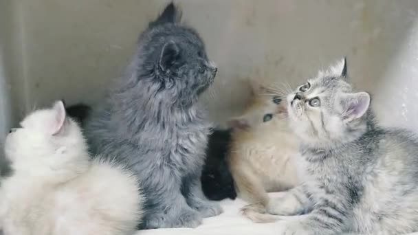 Kocięta Małe Kociaki Siedzą Wystawie Okien Sprzedaż — Wideo stockowe