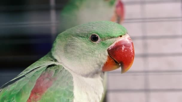 Parrot Lovebird Breed Parrot Close — Stock Video